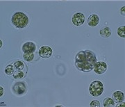 토착 미세조류, 심혈관 질환·눈 건강에 좋은 성분 다량 함유