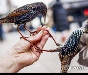 GERMANY BIRDS STARLINGS