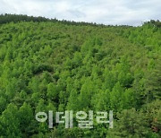 "꿀벌을 살려라"…충남에 축구장 4700개 규모 밀원숲 조성