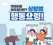 야생 멧돼지 도심 출몰 155건 '70% 증가'…마주쳤을 때 요령은