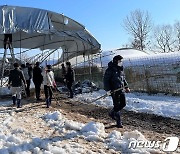 전남도 공직자들, 폭설 피해 장성 농가서 응급복구 도와