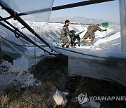 폭설 피해 비닐하우스에서 복구작업 하는 장병들