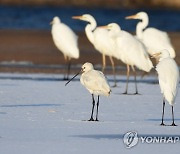 대전 갑천서 발견된 노랑부리저어새