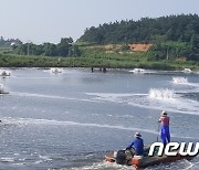 '신안왕새우' 특허청 상표등록…법적·제도적 권리확보