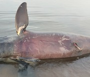 메콩강 돌고래 얼마 남지 않았다…“올해 열번째 죽음”