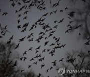 멕시코서 박쥐에 물린 삼남매에 광견병 증세…“상태 위독”