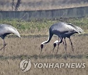 익산 만경강·금마저수지에 천연기념물 등 조류 96종 서식 확인