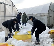 농촌진흥청, 대설 피해 농가 일손 돕기 진행