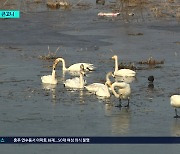 다시 찾아온 겨울 진객 큰고니, 탄금호서 우아한 군무