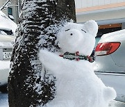 [고양이 눈]백곰