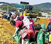 축구장 1100개 규모 밭에서 역대 최대 물량 수확…이상기후 이겨낸 비결