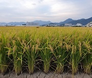 농진청, 밥맛 좋고 윤기 흐르는 '미소진미' 최고품질 벼 선정