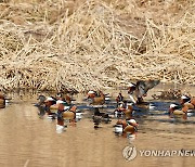 청도 찾은 천연기념물 원앙