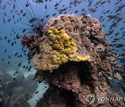 태국 해저 황색띠병 급속 확산…산호초 군락 파괴