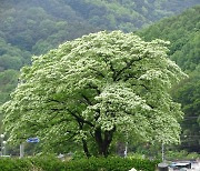 마을의 터줏대감 이야기…'경남 보호수 300선' 발간