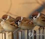 따뜻한 햇볕 아래 모인 참새들