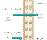 약 종류 따라 ‘복용법’ 다양한 이유는? [의사가 설명하는 약물 이야기]