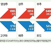 감귤값 상승세, 설까지 이어지나