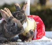 2023년, 계묘년 검은 토끼 해