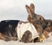 계묘년 주인공 검은 토끼, 한복 입고 물끄러미