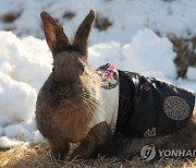 새해는 계묘년 검은 토끼 해