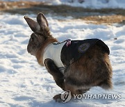 힘차게 뛰는 검은 토끼