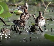 [영상+] "젓가락 대신 부리" 옥포 연밭 꺅도요