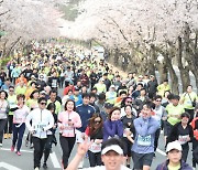 '4년만? 반갑다…경주 벚꽃마라톤대회' 4월1일 개최