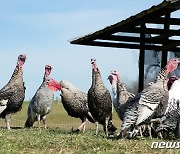 일본 조류독감 누적 발생 54건…역대 최다·전국 23곳서 확산