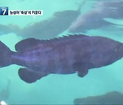 고급 횟감 능성어, ‘육상 양식’ 실험 성공