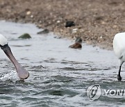 제주 해안에서 먹이활동하는 저어새