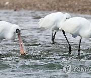 제주 해안에서 먹이활동하는 저어새