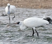 제주 해안에서 먹이활동하는 저어새