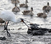 제주 해안에서 먹이활동하는 저어새