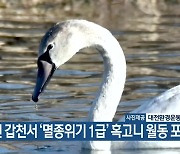 대전 갑천서 ‘멸종위기 1급’ 혹고니 월동 포착