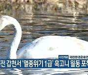 대전 갑천서 ‘멸종위기 1급’ 혹고니 월동 포착