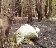 산양, 잘 산양? 울진 산불 피해지 지난해 산양 조사 결과는