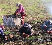 제주의 감자 캐는 풍경