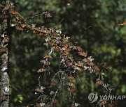 Mexico Monarch Butterflies