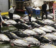 Japan Tuna Auction