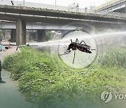 강원 '치쿤구니야열' 최초 환자 발생…해외여행 시 모기 조심