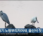 멸종위기 노랑부리저어새, 울산서 첫 관찰