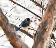 [포토친구] 아름다운 새 밀화부리 겨울나기