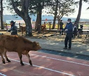 “장학금 대신 송아지 드려요”…완도 초등학교 졸업 선물 화제