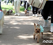 "댕댕이 마일리지 아시나요"…반려견 동반여행 800% 늘었다