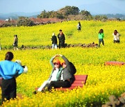 [포토] 만발한 제주 유채꽃