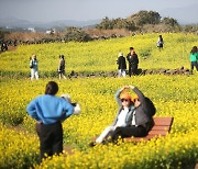 유채꽃 활짝 핀 서귀포