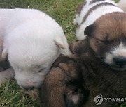 이혼통보에 남편 반려견 아파트서 던져 죽여…2심서 벌금형 늘어