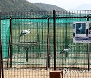 "황새를 보호하라"…조류 인플루엔자 확산에 김해시 초비상