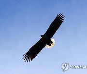 흰꼬리수리의 화려한 비행